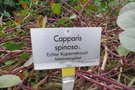 vignette Capparis spinosa