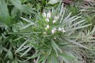 vignette Echium aculeatum