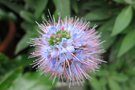 vignette Echium nervosum