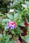 vignette Echium stenosiphon