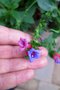 vignette Echium stenosiphon