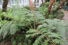 vignette Cyathea ?