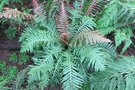 vignette Blechnum brasiliensis