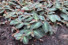 vignette Begonia thelmae