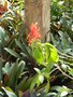 vignette Geissomeria longiflora