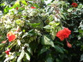 vignette Hibiscus rosa sinensis 'variegata'