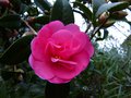vignette Camellia williamsii Brigadoon qui commence  fleurir au 18 01 14