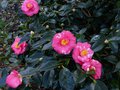 vignette Camellia japonica Lady Clare au 16 01 14