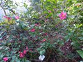vignette Camellia hiemalis Kanjiro toujours fringant au 16 01 14