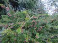 vignette Grevillea Rosmarinifolia jenkinsii immensement fleuri au 18 01 14