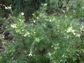 vignette Grevillea gracilis alba toujours très fleuri au 18 01 14
