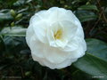 vignette Camélia ' LE LYS ' camellia japonica