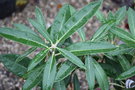 vignette Rhododendron arboreum 'Rubaiyat'