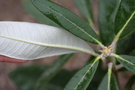 vignette Rhododendron arboreum 'Rubaiyat'