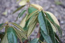 vignette Rhododendron arboreum 'Red form'