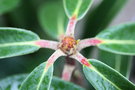 vignette Rhododendron arboreum 'Tony Schilling'