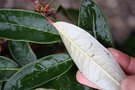 vignette Rhododendron arboreum 'Tony Schilling'