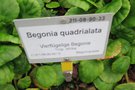 vignette Begonia quadrialata