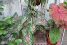 vignette Caladium bicolor