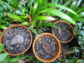 vignette Cyclamen hederifolium = Cyclamen neapolitanum