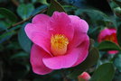 vignette Camellia x williamsii 'Mary Christian' (GB 1942)