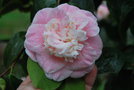 vignette Camellia japonica 'Duchesse Decazes' (France 1846)