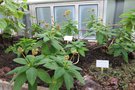 vignette Rhytidophyllum exsertum