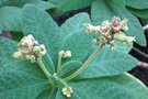 vignette Rhytidophyllum exsertum