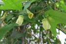 vignette Passiflora biflora