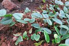 vignette Begonia elaeagnifolia