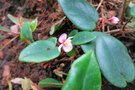 vignette Begonia elaeagnifolia