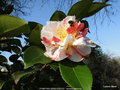 vignette Camlia ' POMPONIA SEMI-DUPLEX ' camellia japonica