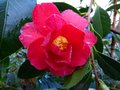 vignette Camellia Freedom bell premires fleurs au 21 01 14