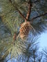 vignette Pinus macrocarpa ?