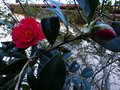 vignette Camellia Freedom bell autre fleur au 22 01 14