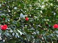 vignette Camellia Freedom bell en début de floraison au 23 01 14