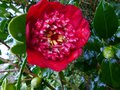 vignette Camellia japonica Bob's tinsie gros plan au 24 01 14