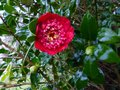 vignette Camellia japonica Bob's tinsie premières fleurs au 24 01 14