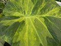 vignette Alocasia odora 'Aurea variegata'