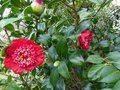 vignette Camellia japonica Bob's tinsie au 25 01 14