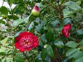 vignette Camellia japonica Bob's tinsie autre vue au 25 01 14
