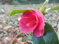 vignette Camellia 'Sparkling Burgundi'