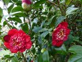 vignette Camellia japonica Bob's tinsie gros plan au 26 01 14