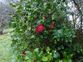 vignette Camellia japonica Bob's tinsie autre vue au 26 01 14