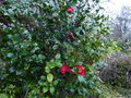 vignette Camellia japonica Bob's tinsie autres fleurs au 26 01 14