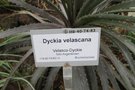 vignette Dyckia velascana