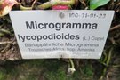 vignette Microgramma lycopodioides