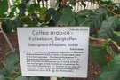 vignette Coffea arabica