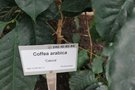 vignette Coffea arabica 'Catura'