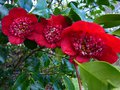 vignette Camellia japonica Bob's tinsie gros plan au 27 01 14